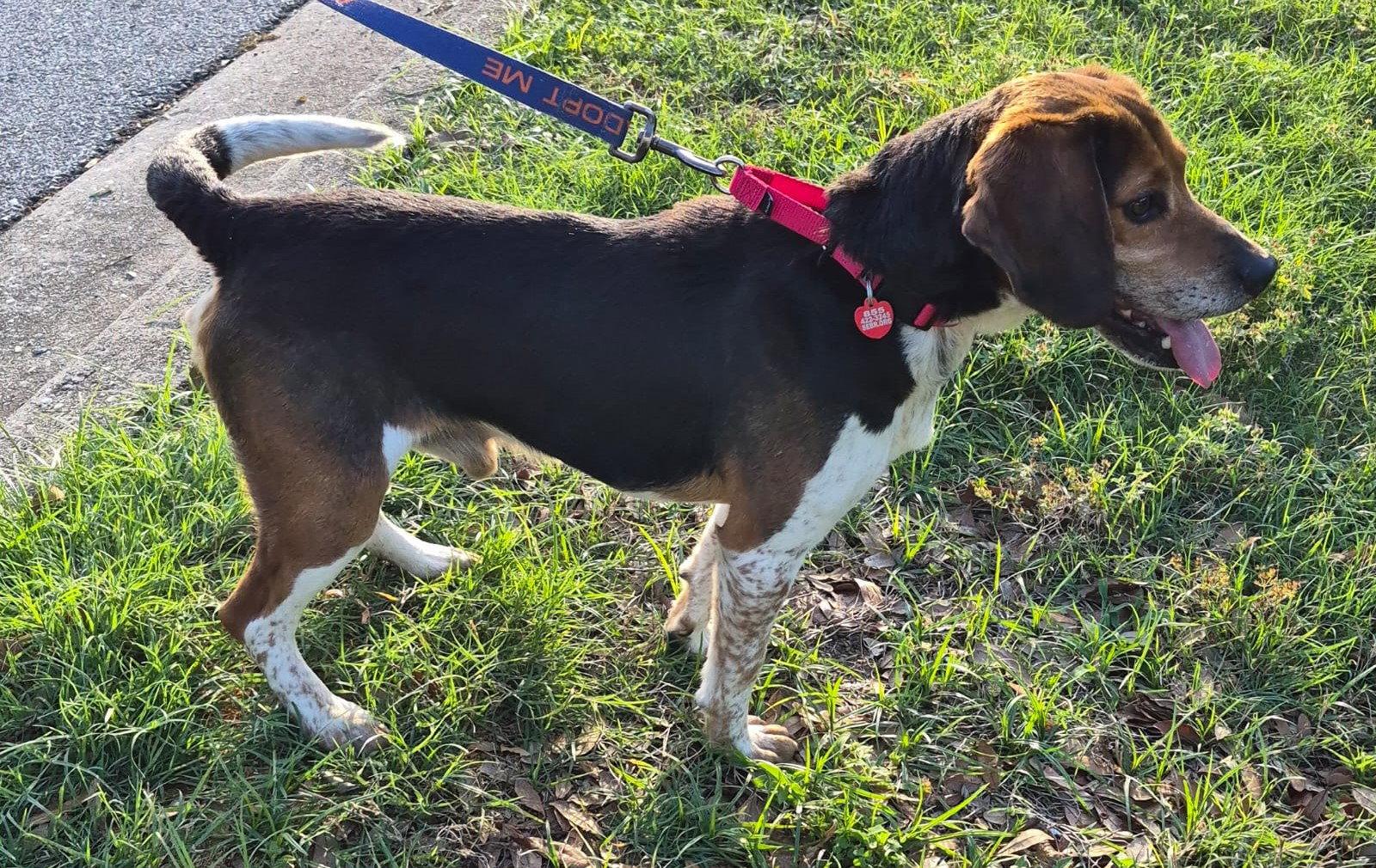 Dominic, a Adopted Beagle in Dunnellon, FL image 2/3