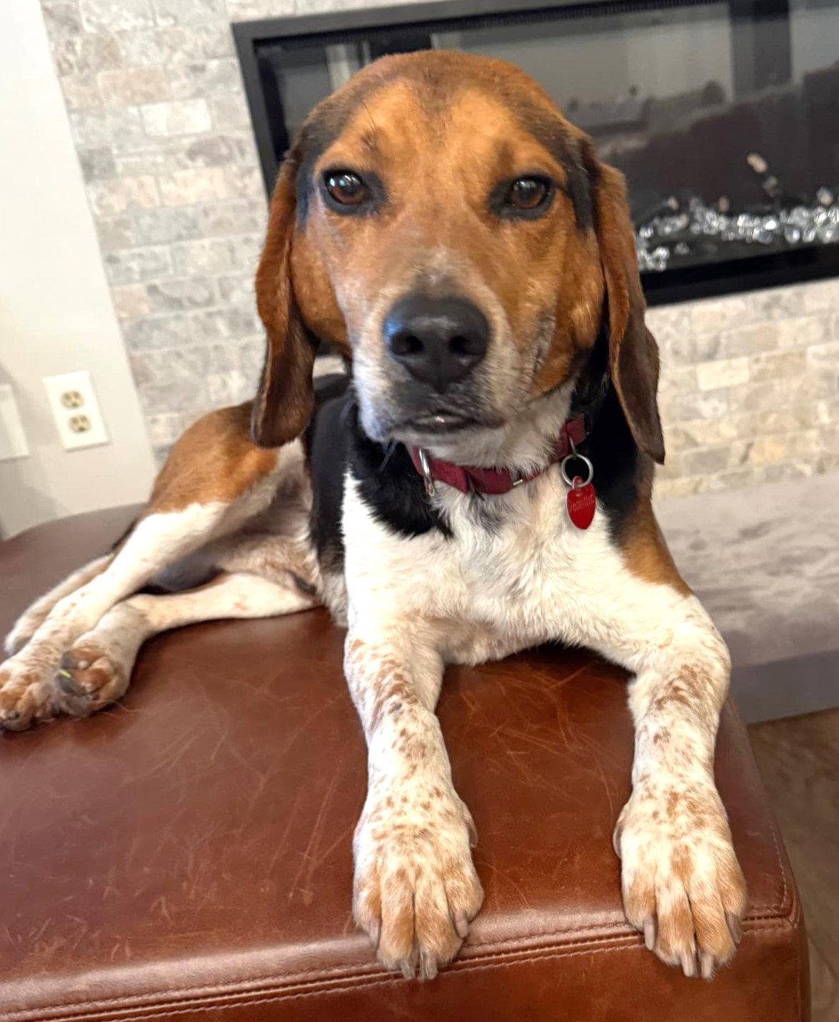 Dominic, a Adopted Beagle in Dunnellon, FL image 3/3