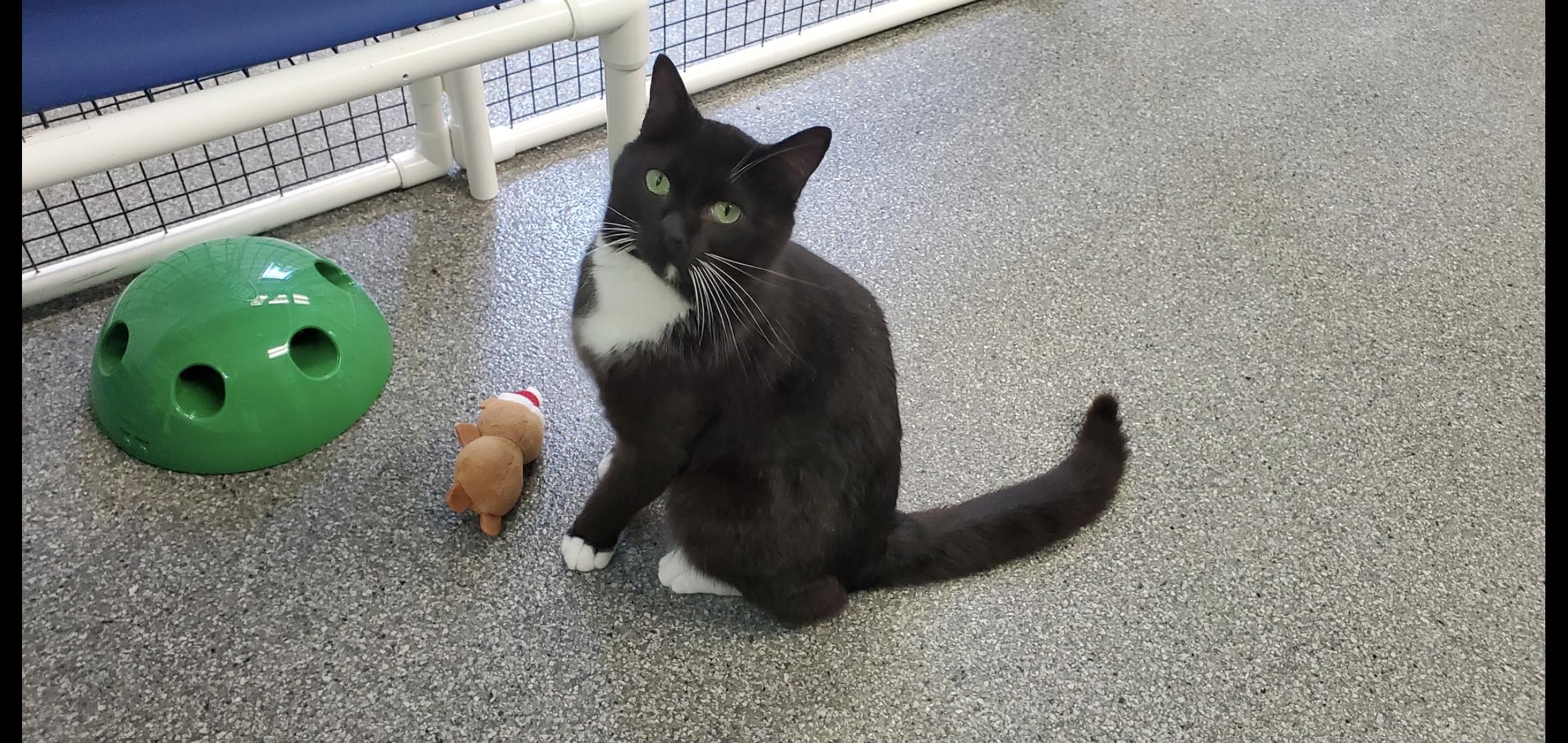 Nixon, adopted, Adult Male Domestic Short Hair.
