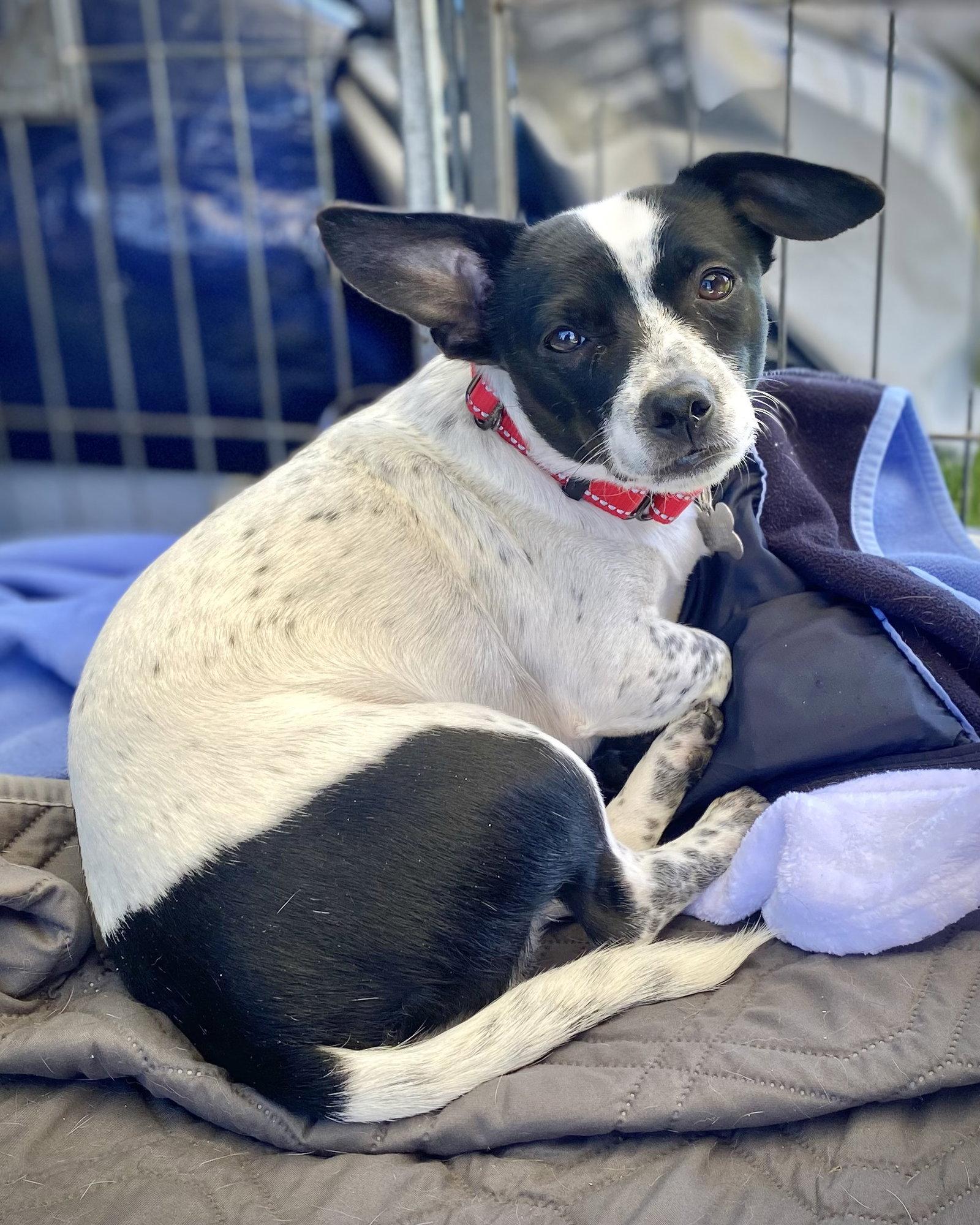 Enlarge Jordan, a Adoptable mixed breed in Glendale, AZ image 2/3