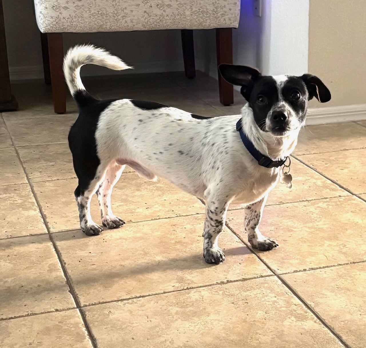 Jordan, Adoptable, Young Male Rat Terrier & Dachshund.