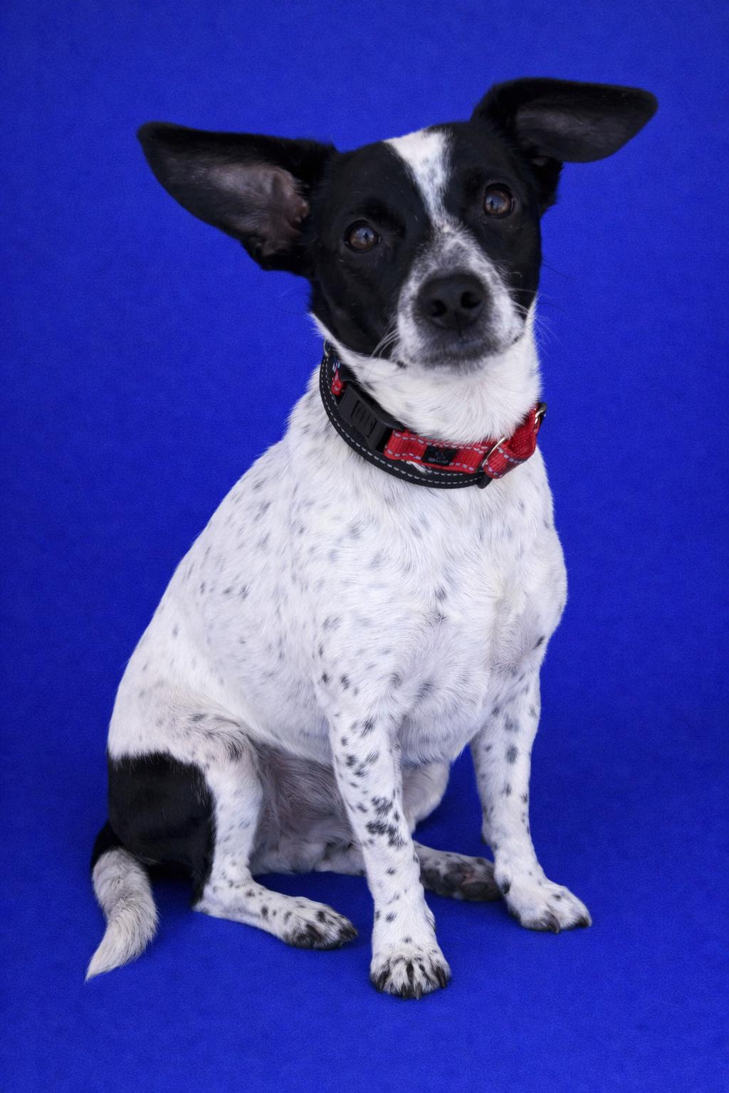 Enlarge Jordan, a Adoptable mixed breed in Glendale, AZ image 3/3