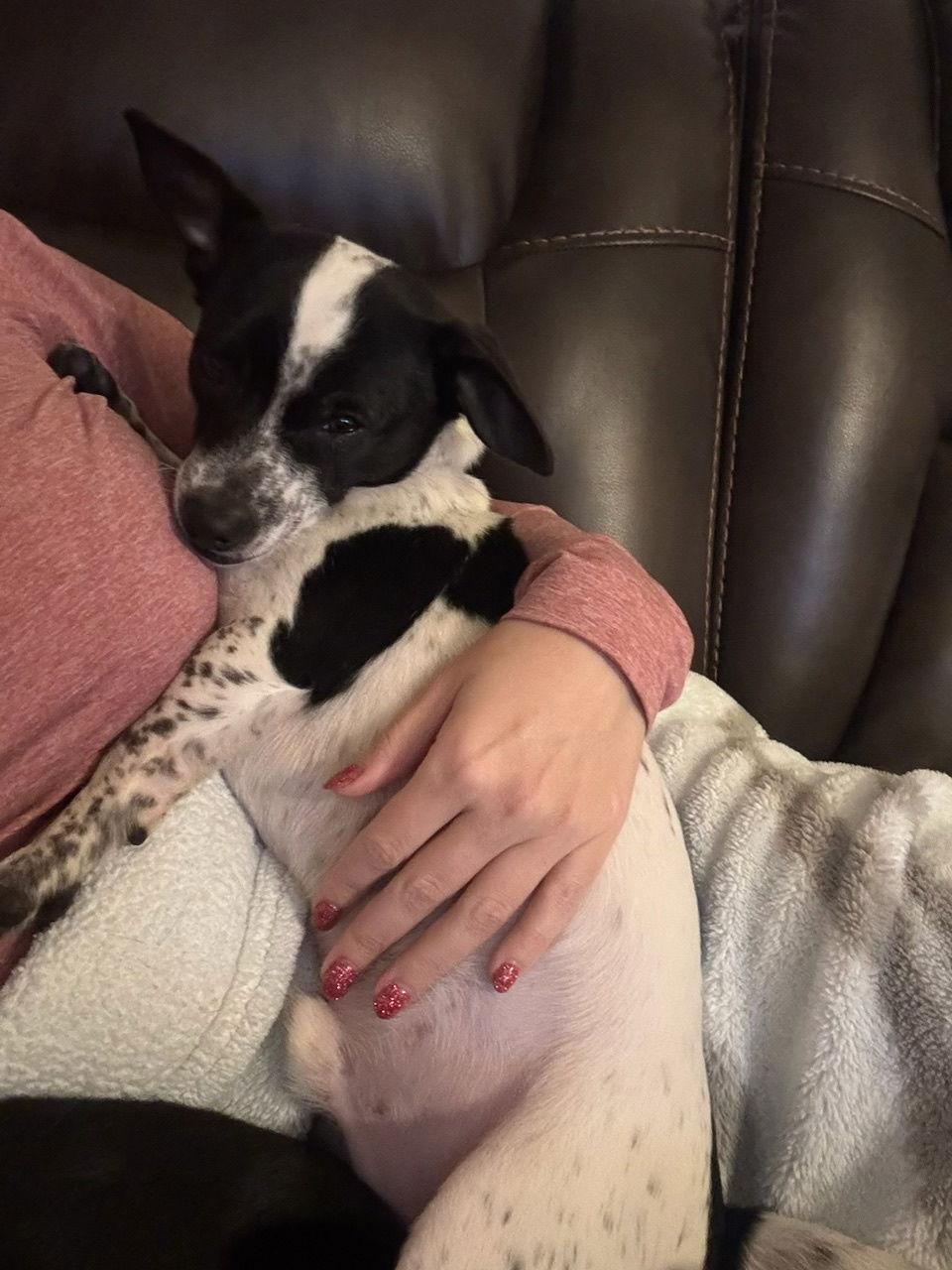 Enlarge Jordan, a Adoptable mixed breed in Glendale, AZ image 2/3