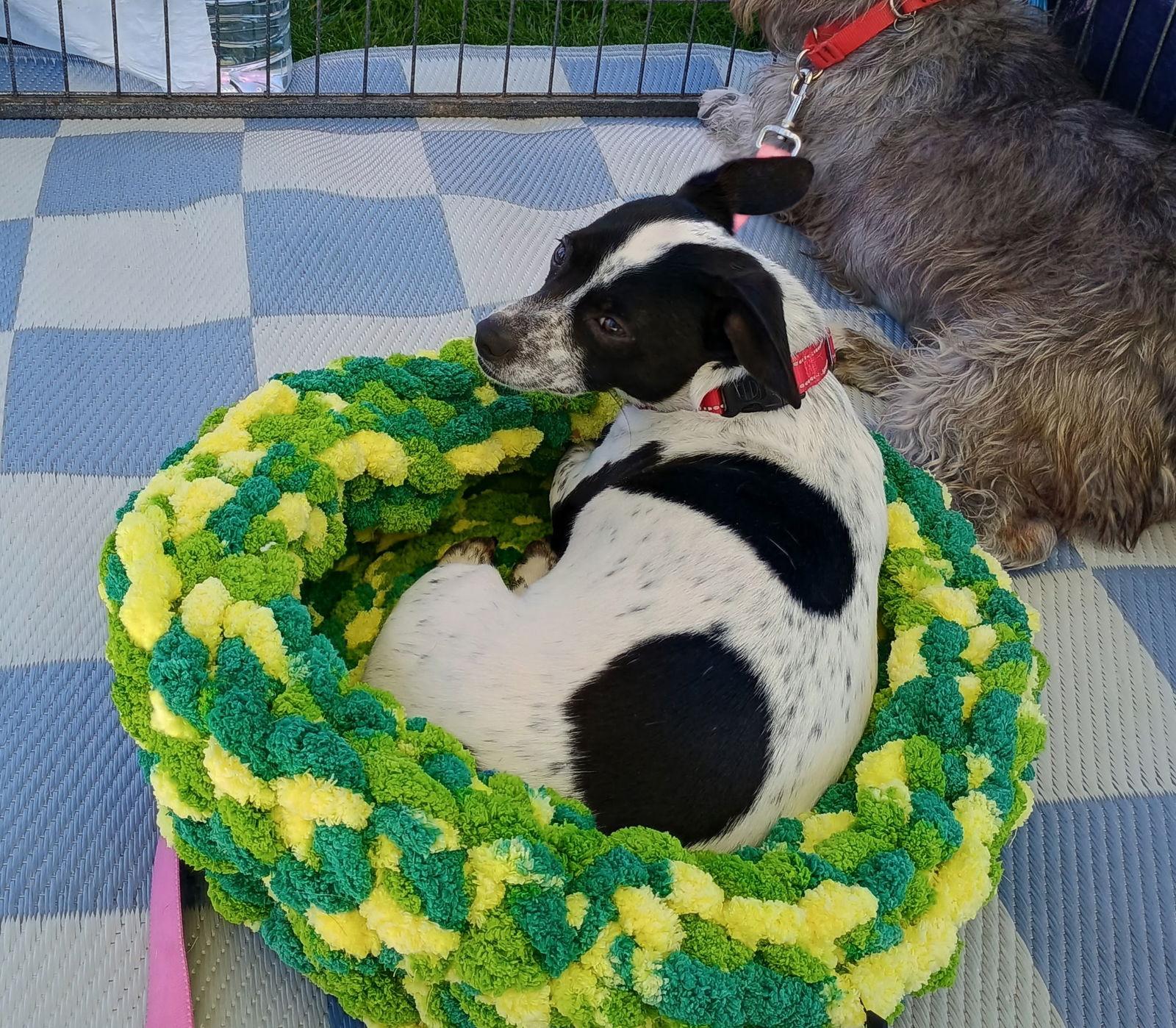 Enlarge Jordan, a Adoptable mixed breed in Glendale, AZ image 3/3