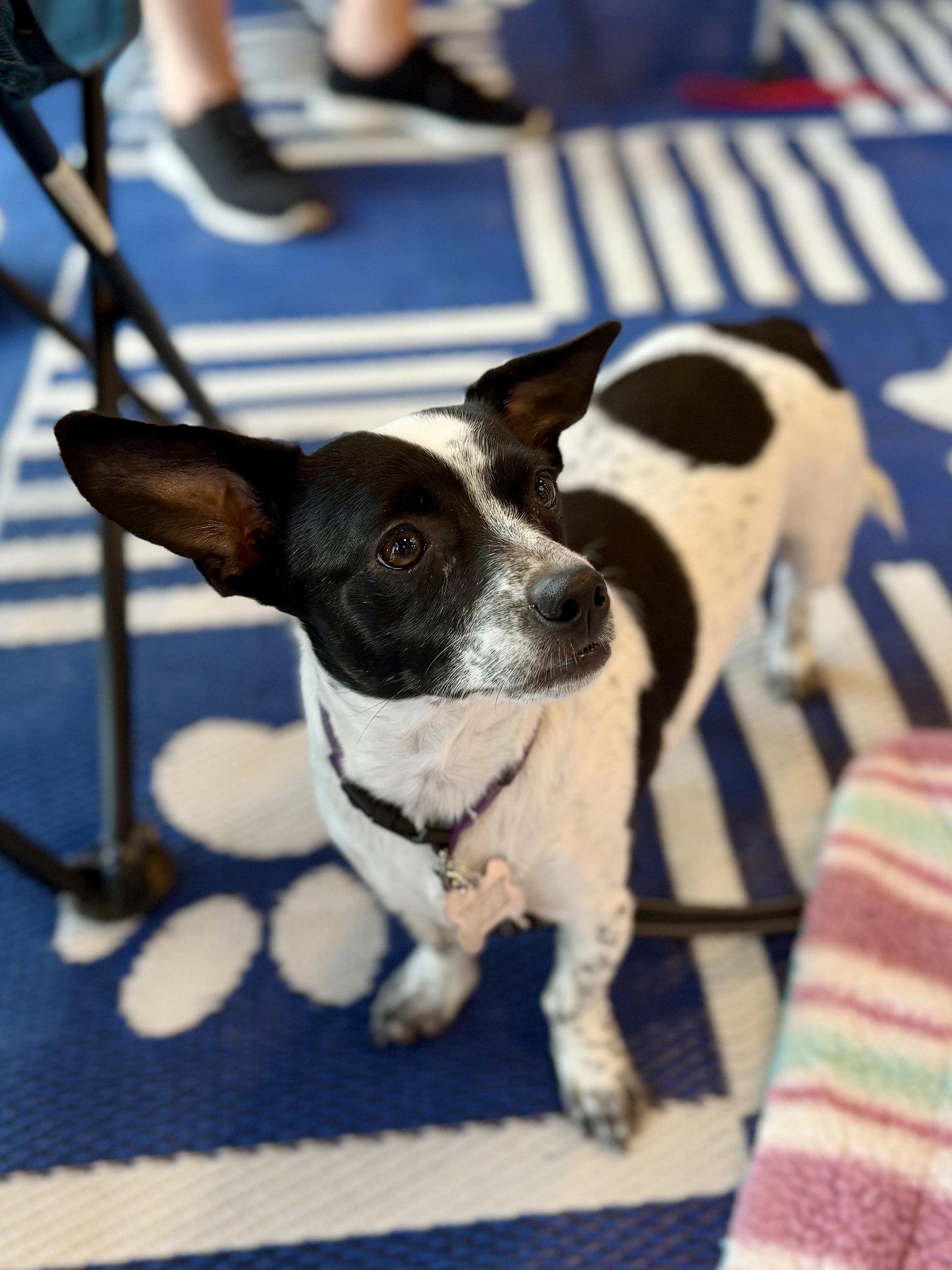 Jordan, a Adoptable mixed breed in Glendale, AZ image 3/3