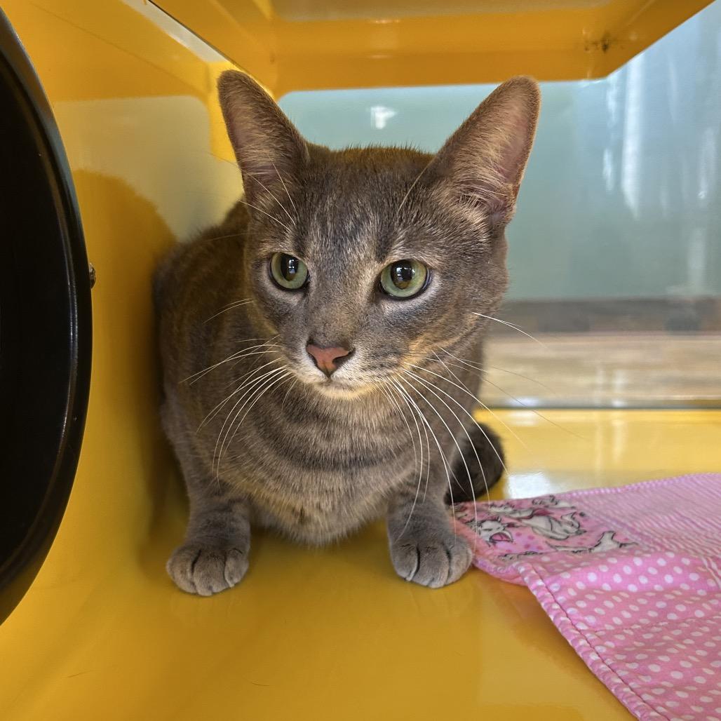 Enlarge Bloo, a Adoptable Domestic Short Hair in Abilene, TX image 1/2