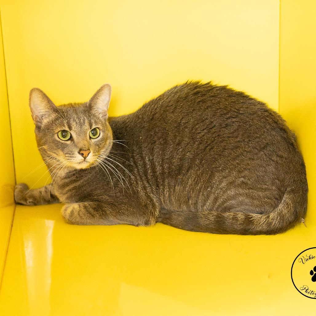 Enlarge Bloo, a Adoptable Domestic Short Hair in Abilene, TX image 2/2