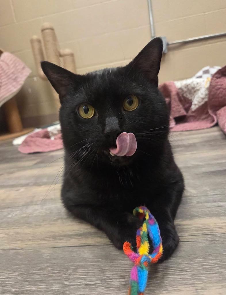 Forklift, Adoptable, Young Male Domestic Short Hair.