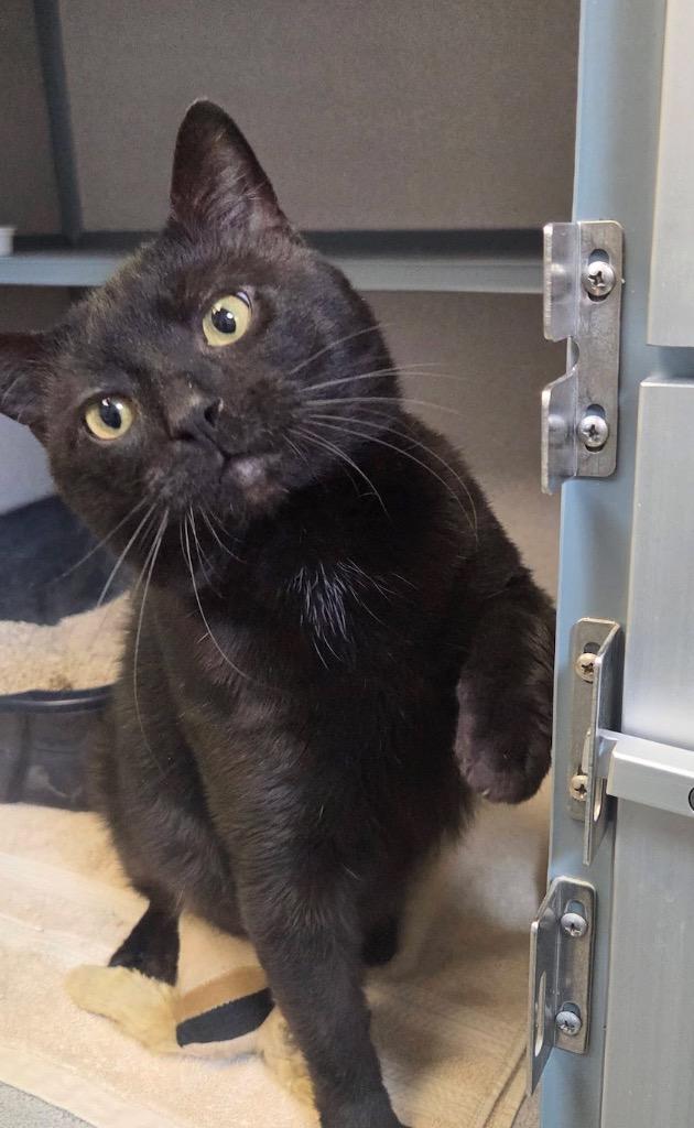 Forklift, Adoptable, Young Male Domestic Short Hair.