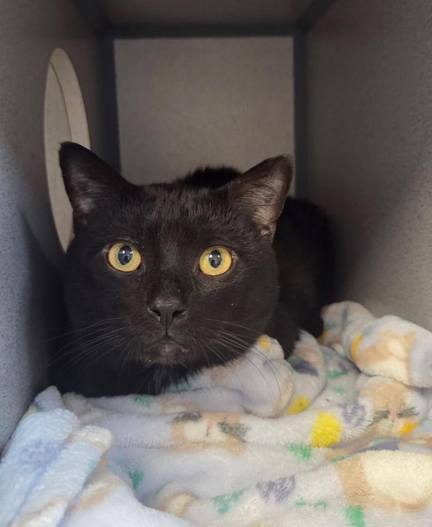 Enlarge Forklift, a Adoptable mixed breed in Liverpool, NY image 2/5