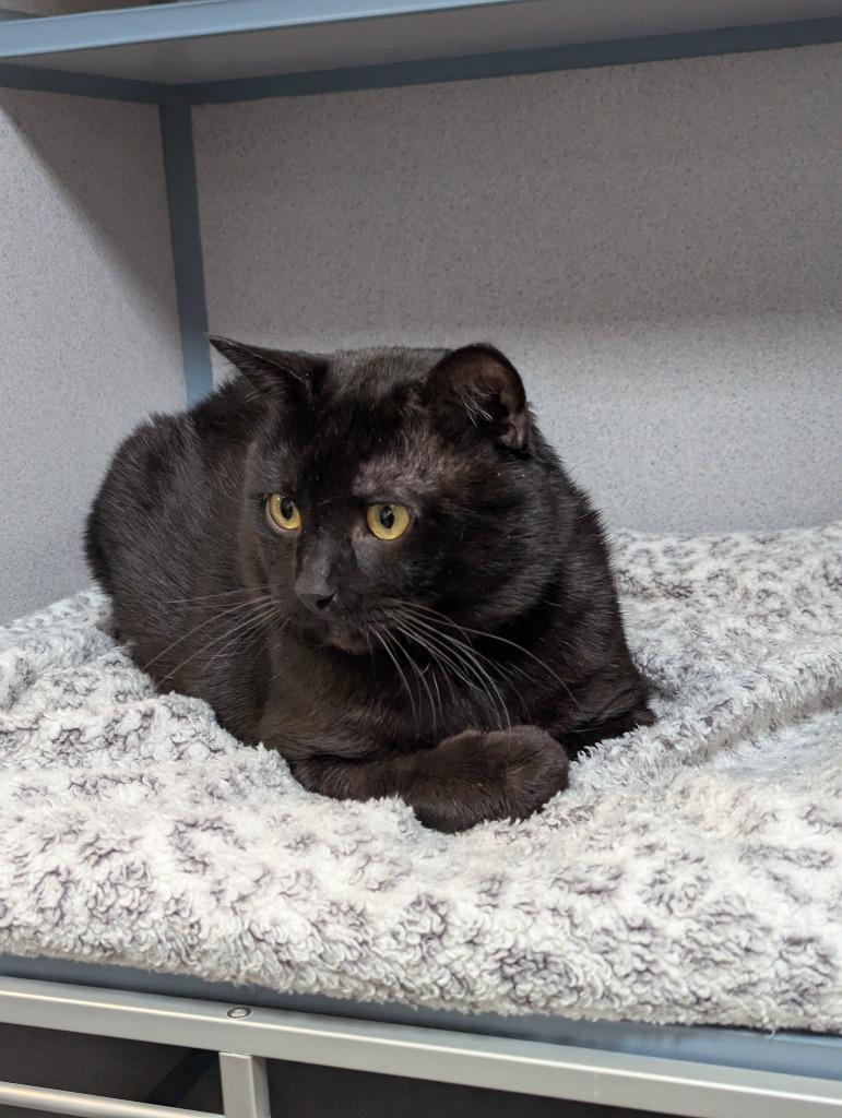 Enlarge Forklift, a Adoptable mixed breed in Liverpool, NY image 3/5