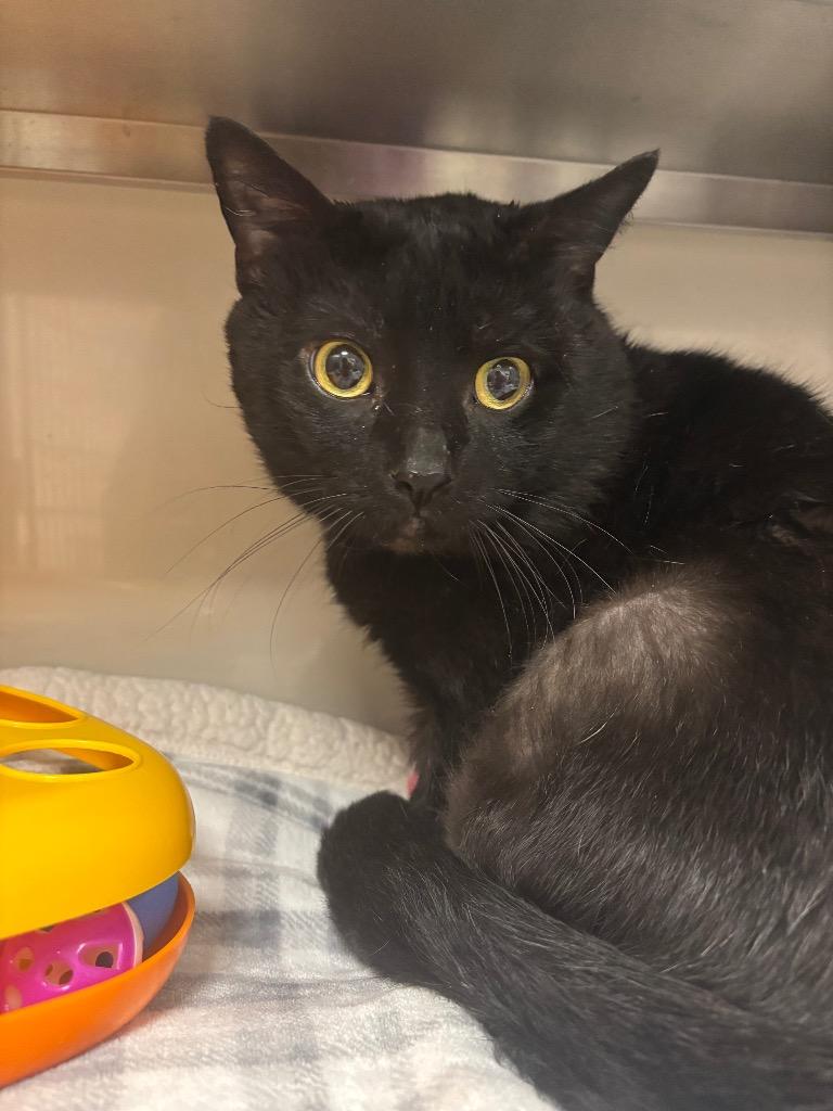 Enlarge Forklift, a Adoptable mixed breed in Liverpool, NY image 4/5