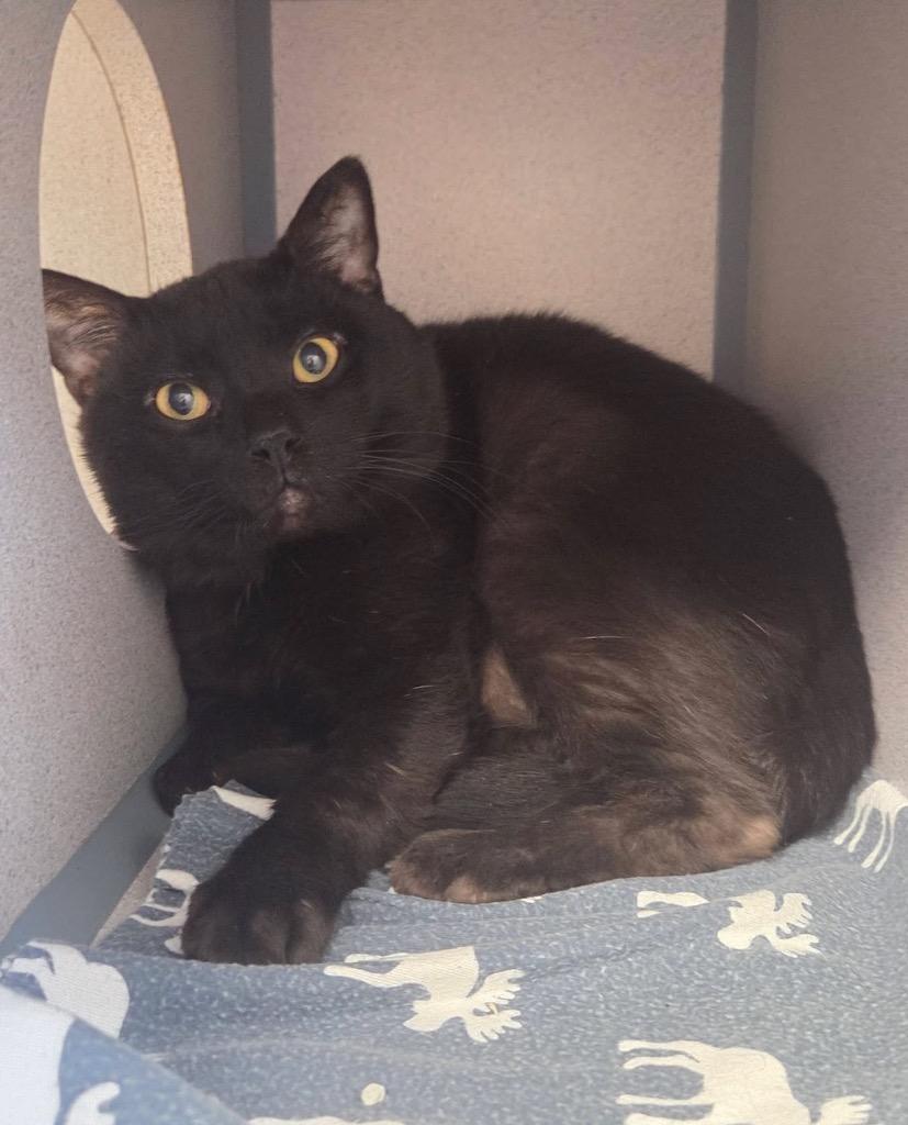 Enlarge Forklift, a Adoptable mixed breed in Liverpool, NY image 5/5