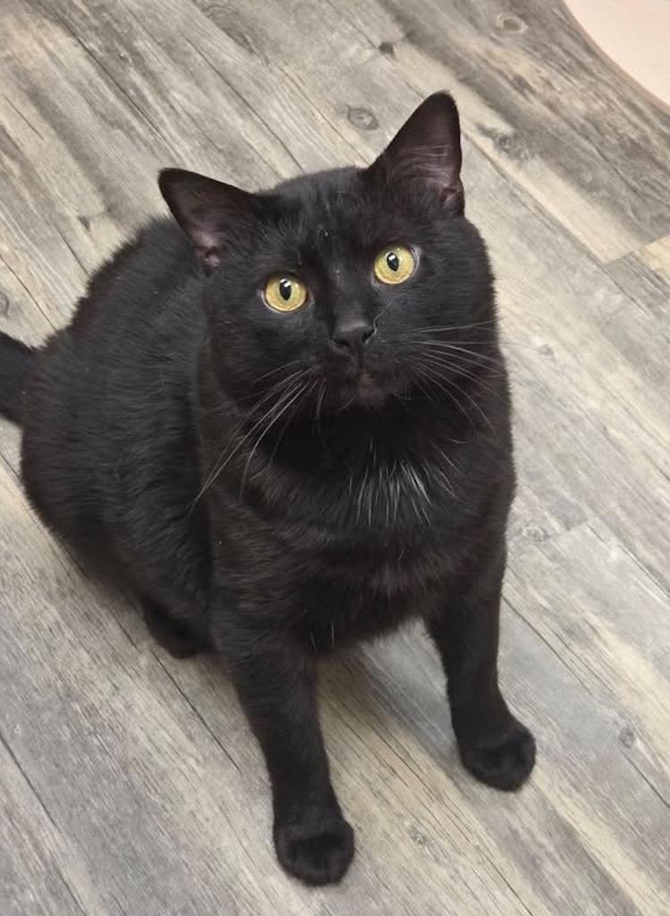 Enlarge Forklift, a Adoptable mixed breed in Liverpool, NY image 6/6