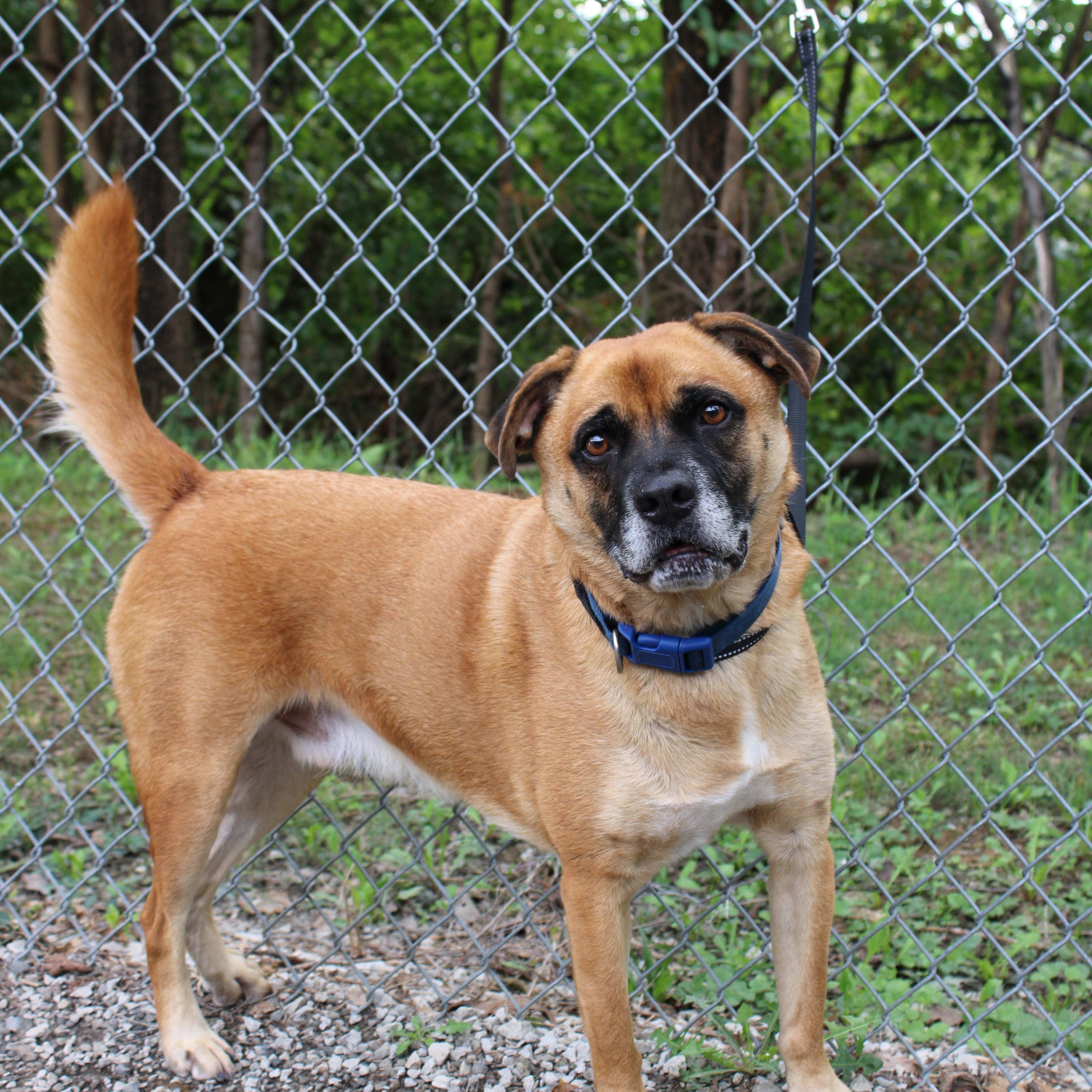 Enlarge Brownie, a Adoptable Mixed Breed in Atchison, KS image 1/1