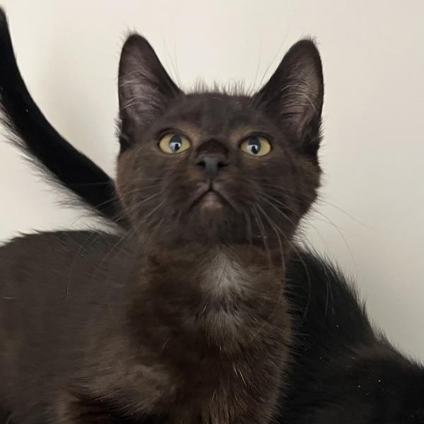 Enlarge Akela, a Adoptable mixed breed in Silverdale, WA image 1/1