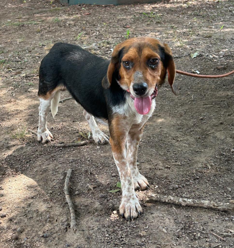 Bagel the Beagle, Adoptable, Adult Male Beagle.
