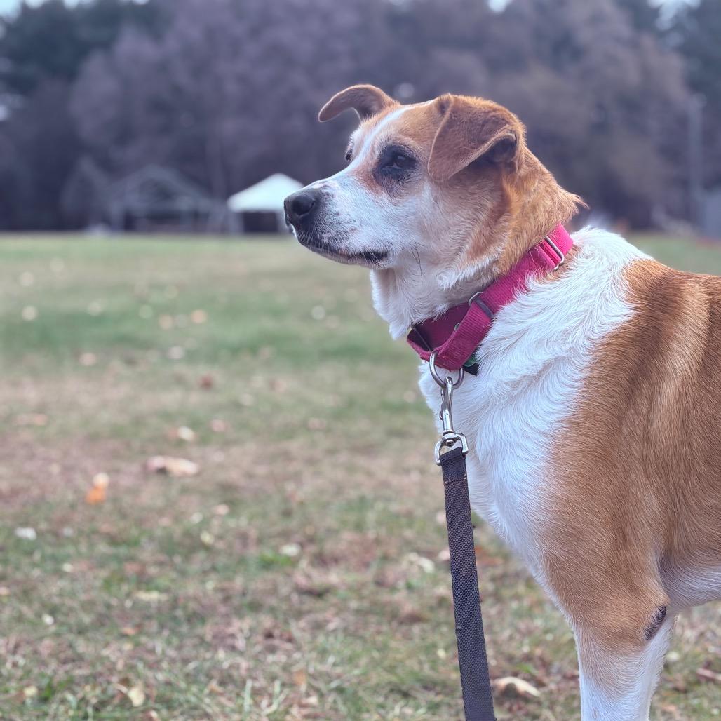 Alice, a Adoptable Mixed Breed in Fenton, MI image 1/3