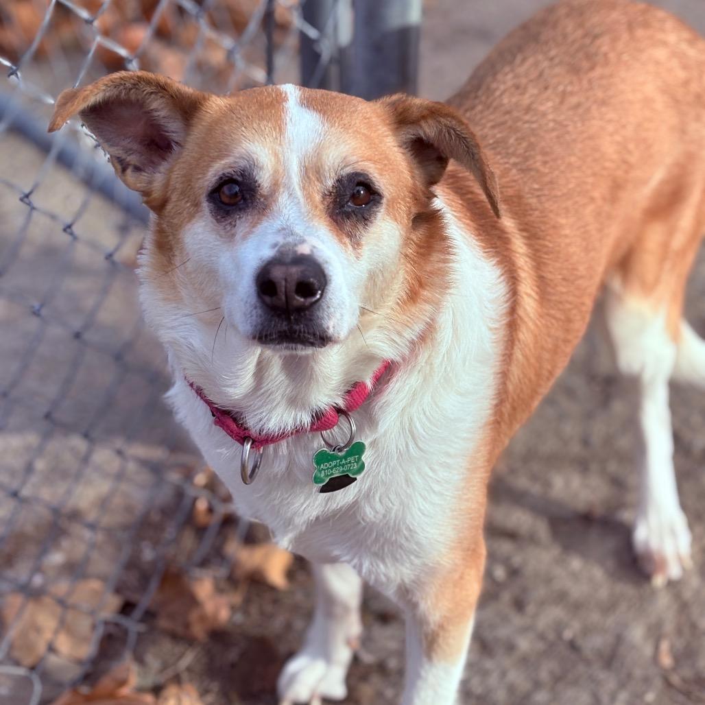 Alice, a Adoptable Mixed Breed in Fenton, MI image 2/3