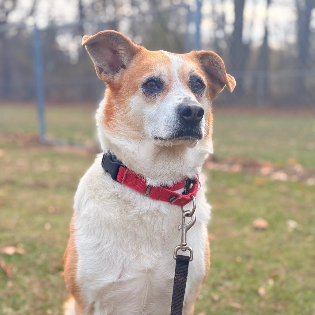 Alice, a Adoptable Mixed Breed in Fenton, MI image 3/3