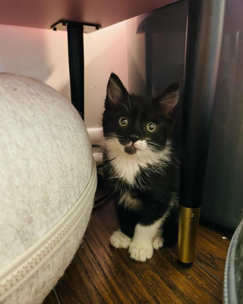 Roadrunner (Barn Cat Program), Adopted, Adult Male Domestic Short Hair.