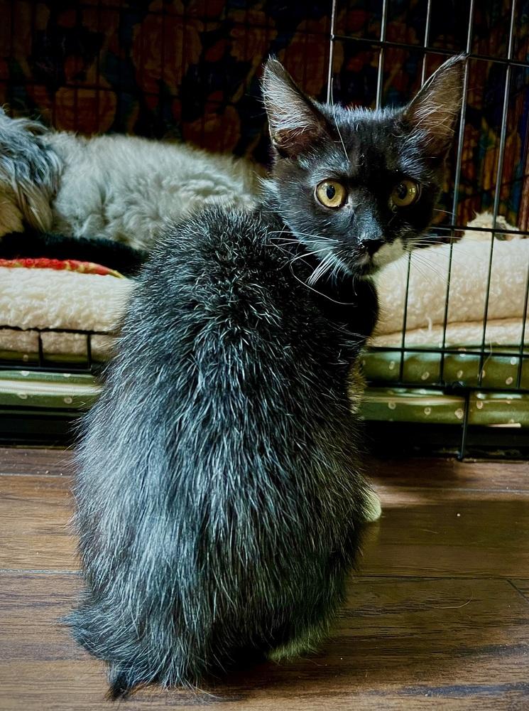 Roadrunner (Barn Cat Program), a Adopted mixed breed in Lake Wylie, SC image 2/2