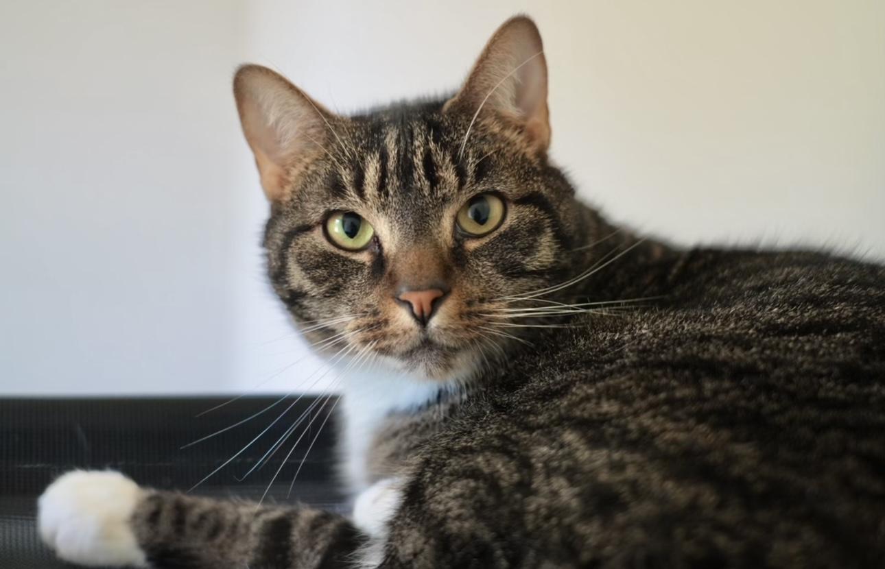 Enlarge Charlie, a Adoptable Domestic Short Hair in Pinson, AL image 1/6