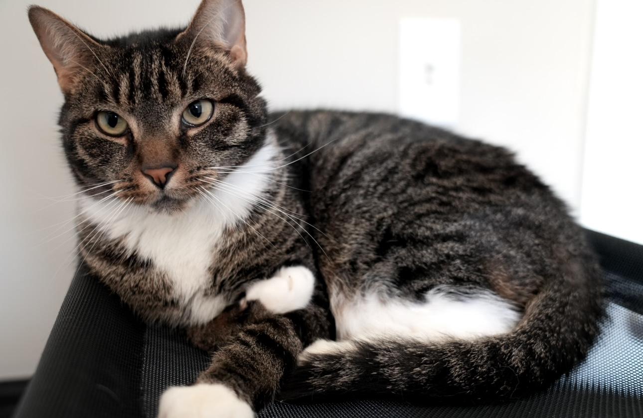 Enlarge Charlie, a Adoptable Domestic Short Hair in Pinson, AL image 4/6