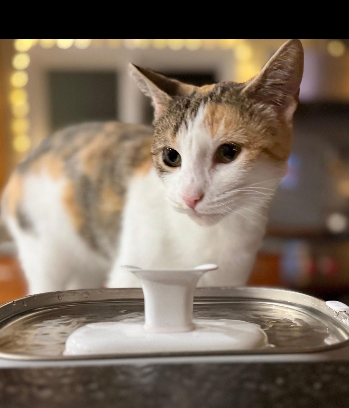 Enlarge Mina, an adopted Calico in Bennington, VT image 1/3