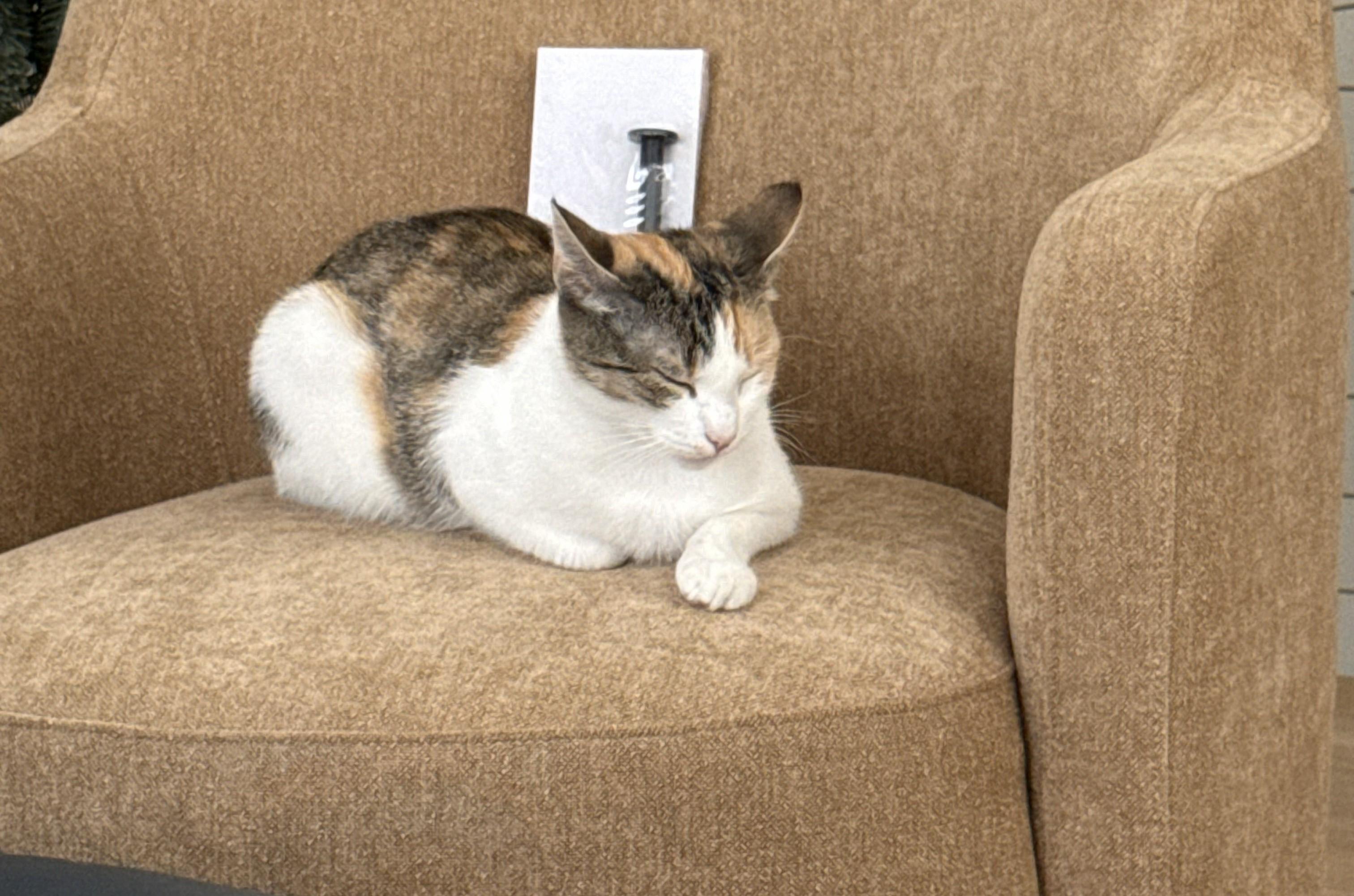 Enlarge Mina, an adopted Calico in Bennington, VT image 3/3