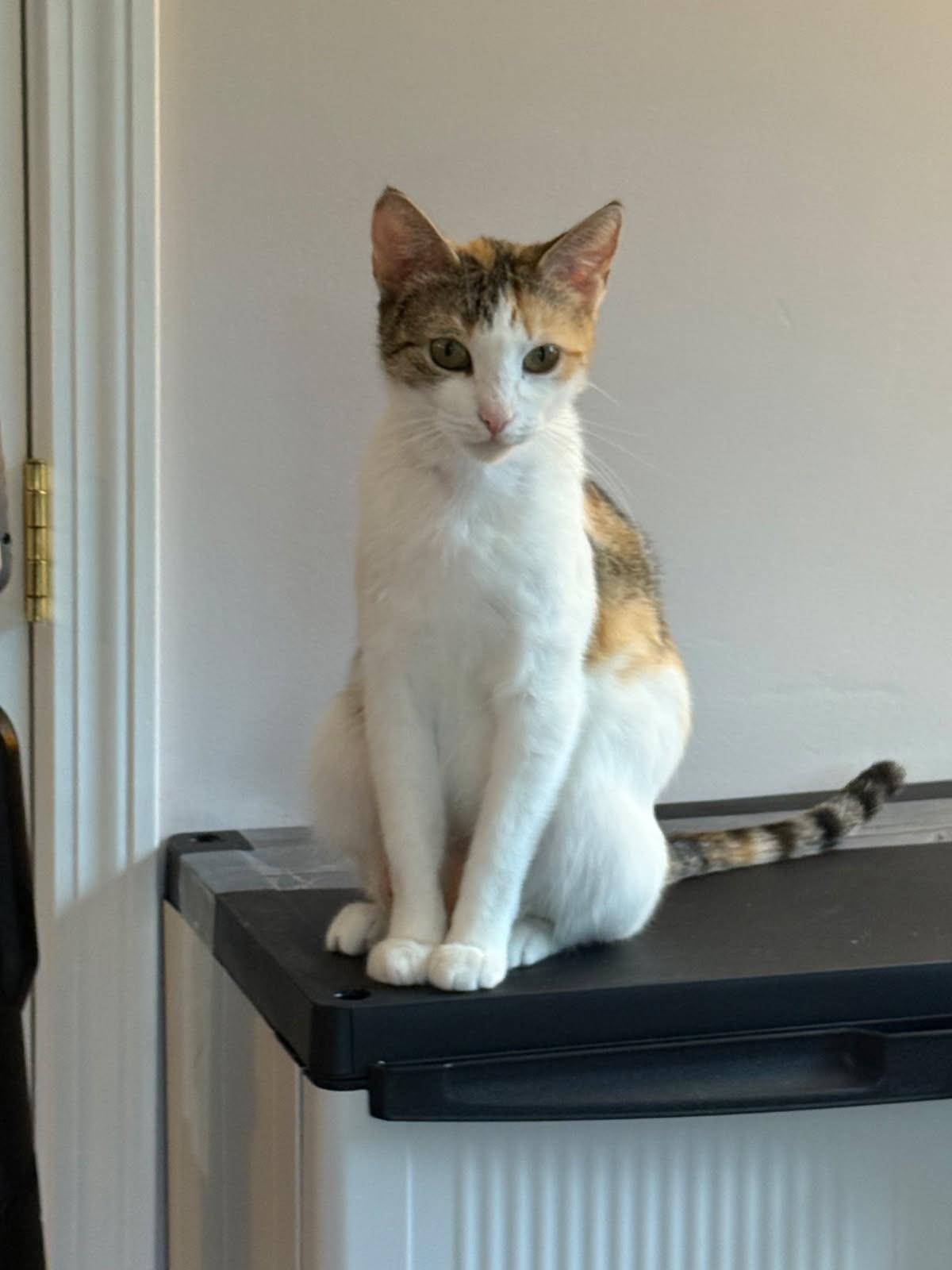 Mina, ADOPTABLE, Adult Female Calico.