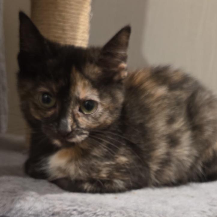 Salem, Adoptable, Kitten Female Domestic Short Hair.