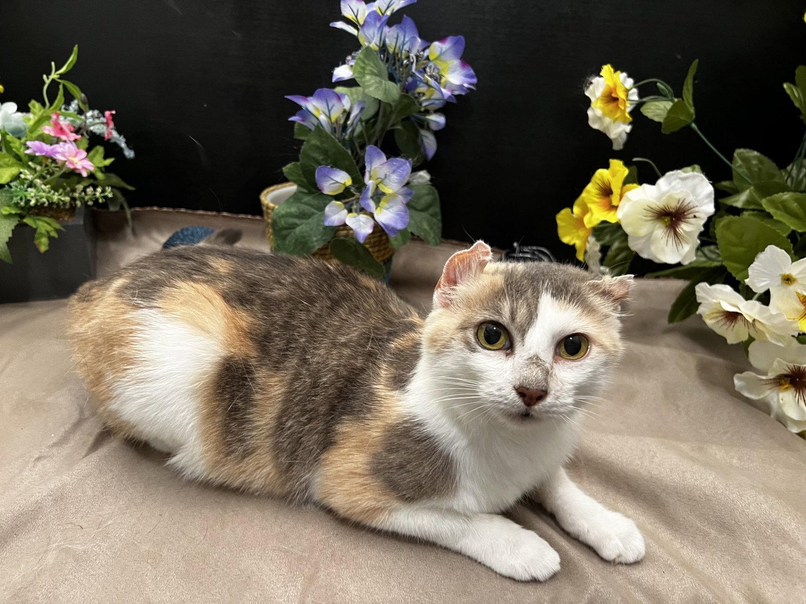 Perlie, Adoptable, Adult Female Calico & Domestic Short Hair.