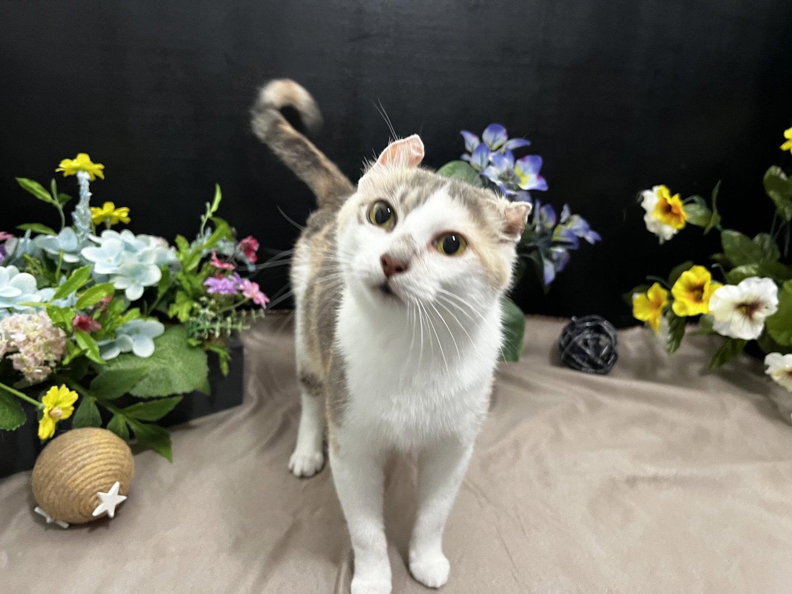 Perlie, a Adoptable mixed breed in Fayetteville, GA image 2/3