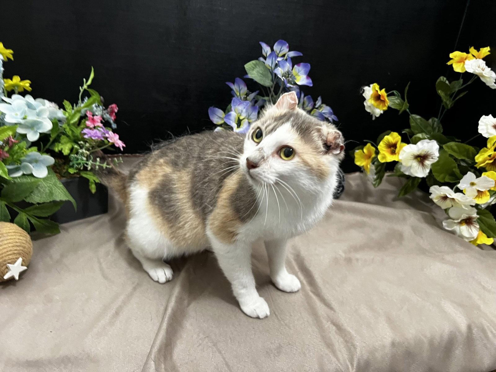 Perlie, a Adoptable mixed breed in Fayetteville, GA image 3/3