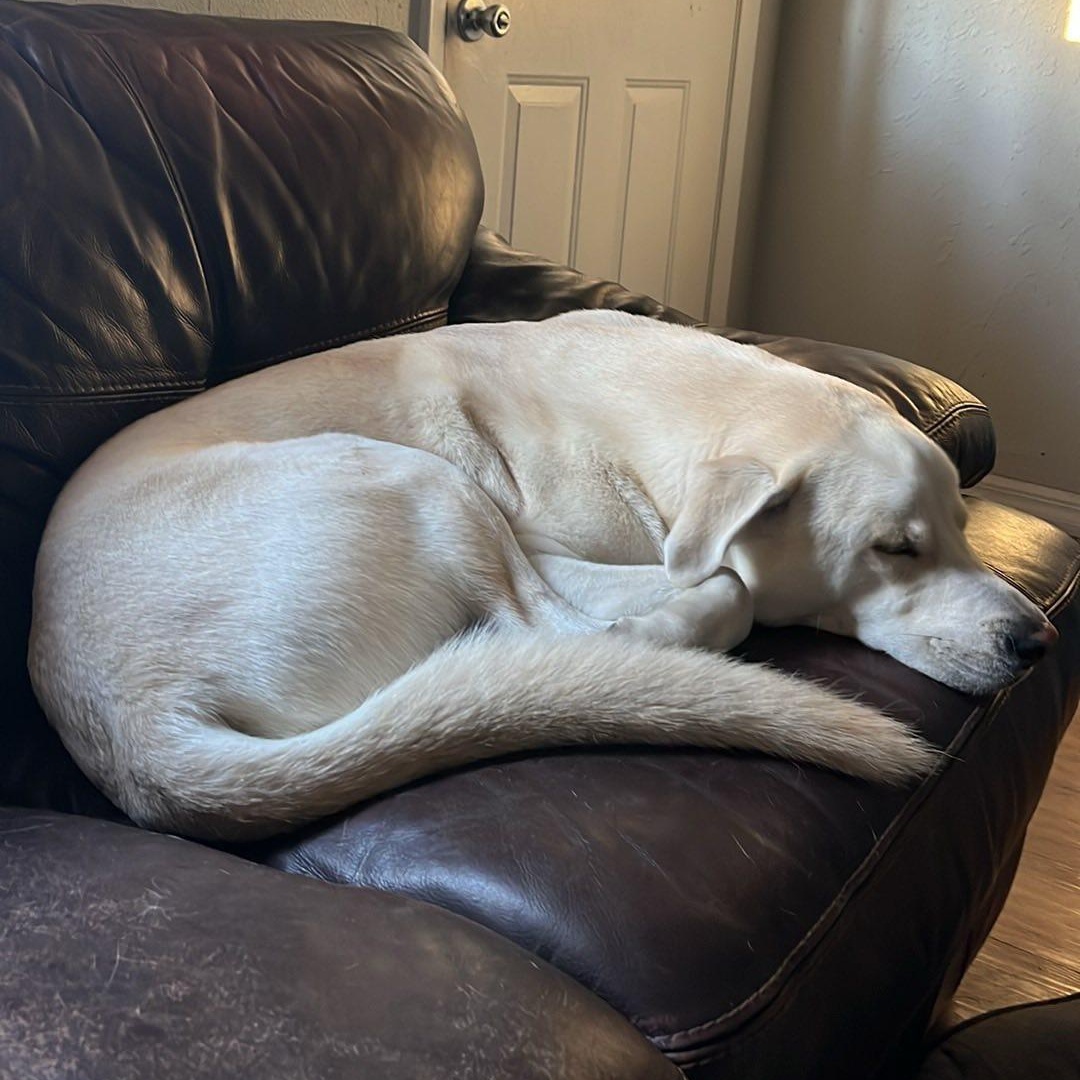 Bagel, a Adoptable mixed breed in New Port Richey, FL image 5/6