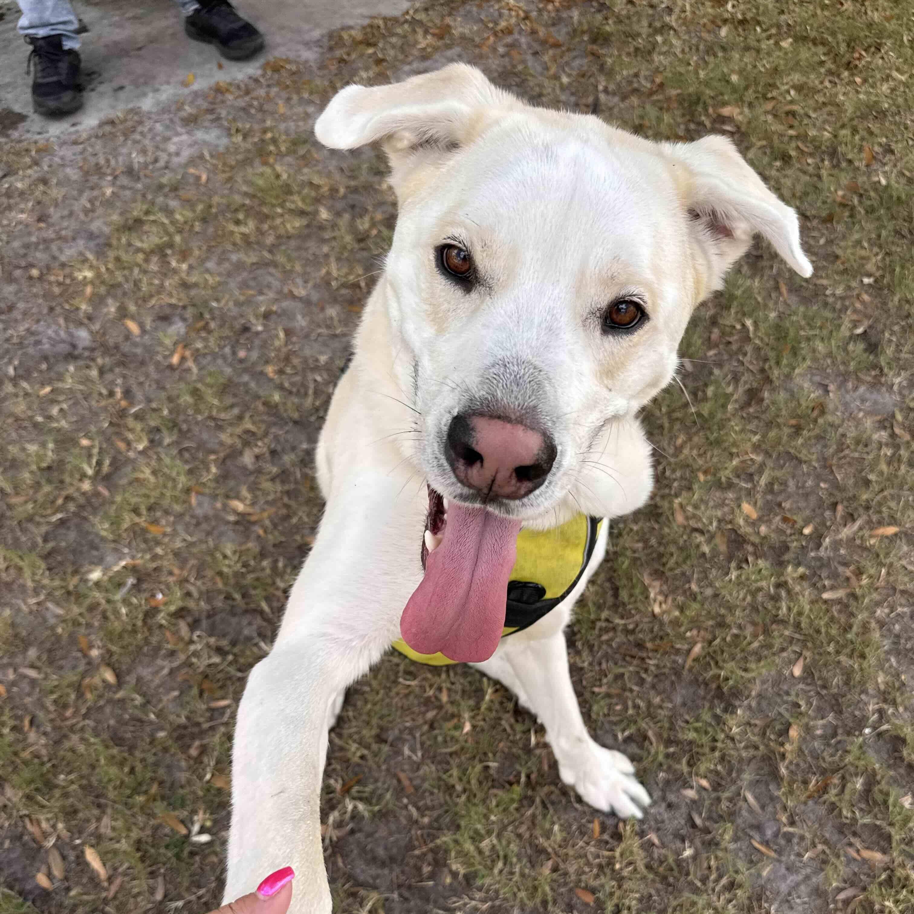 Bagel, a Adoptable mixed breed in New Port Richey, FL image 2/6