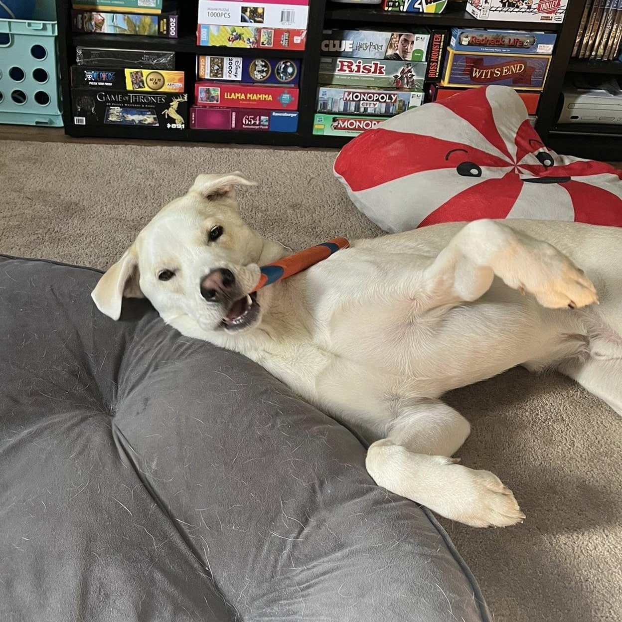 Bagel, a Adoptable mixed breed in New Port Richey, FL image 3/6