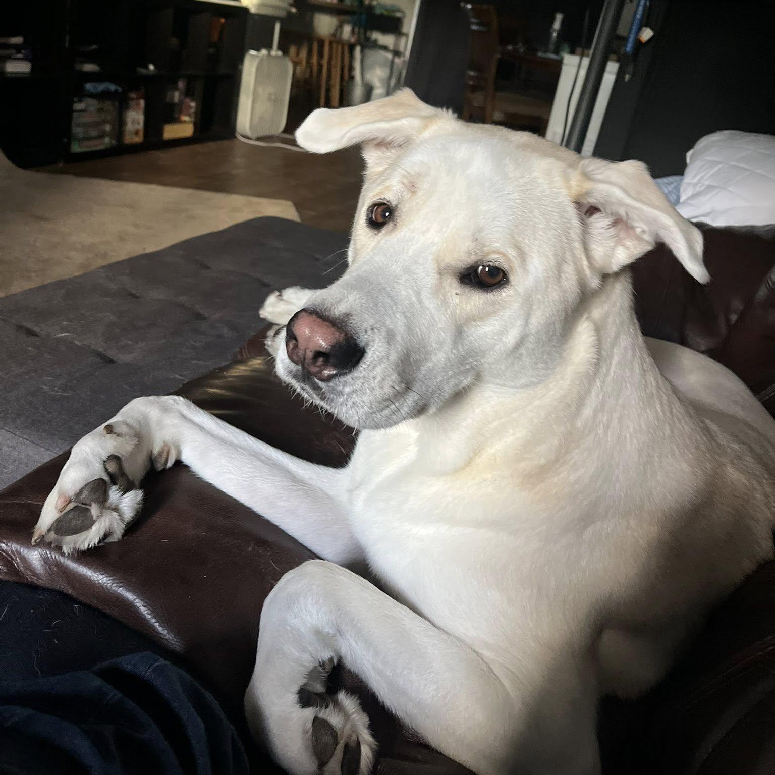 Bagel, a Adoptable mixed breed in New Port Richey, FL image 1/6