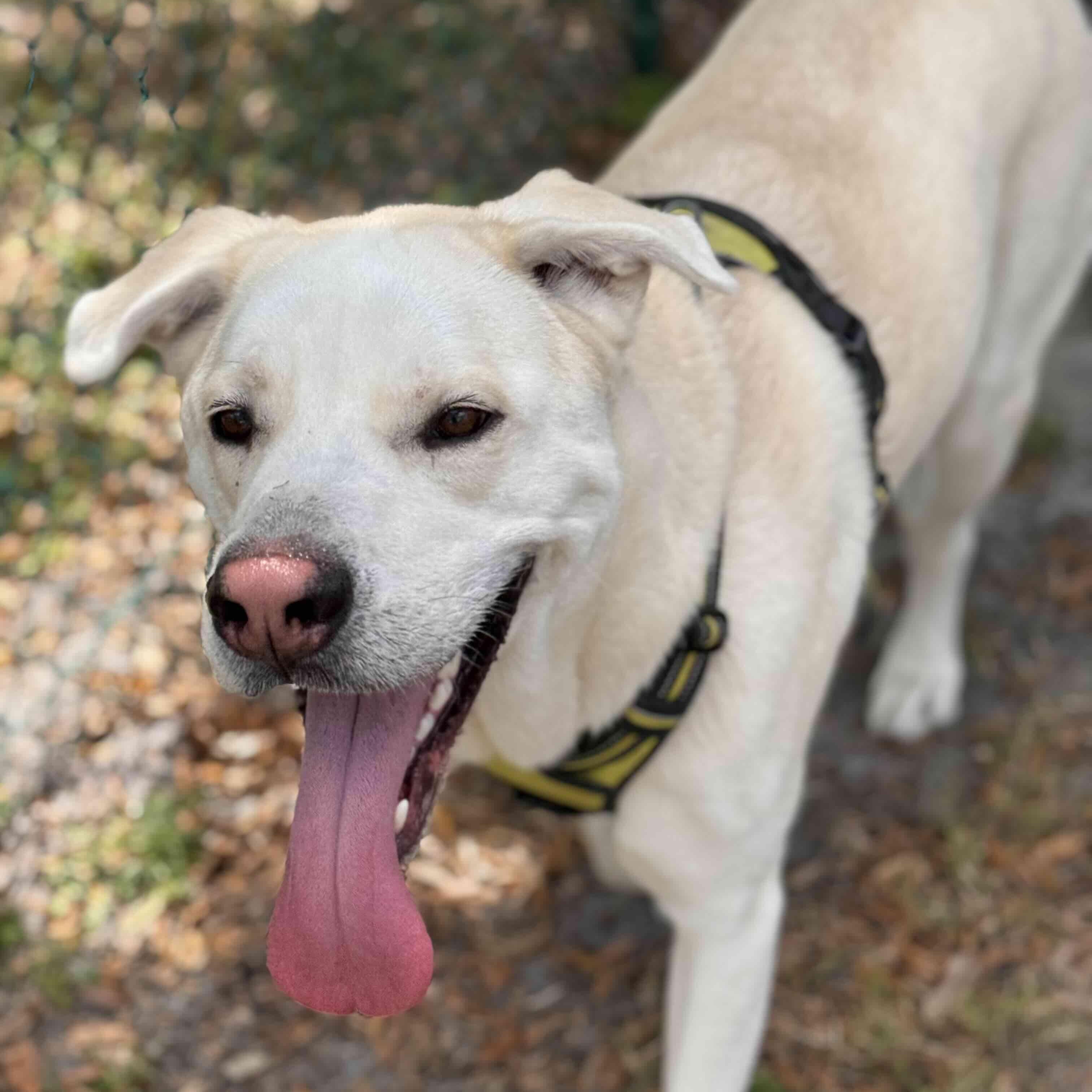Bagel, a Adoptable mixed breed in New Port Richey, FL image 6/6