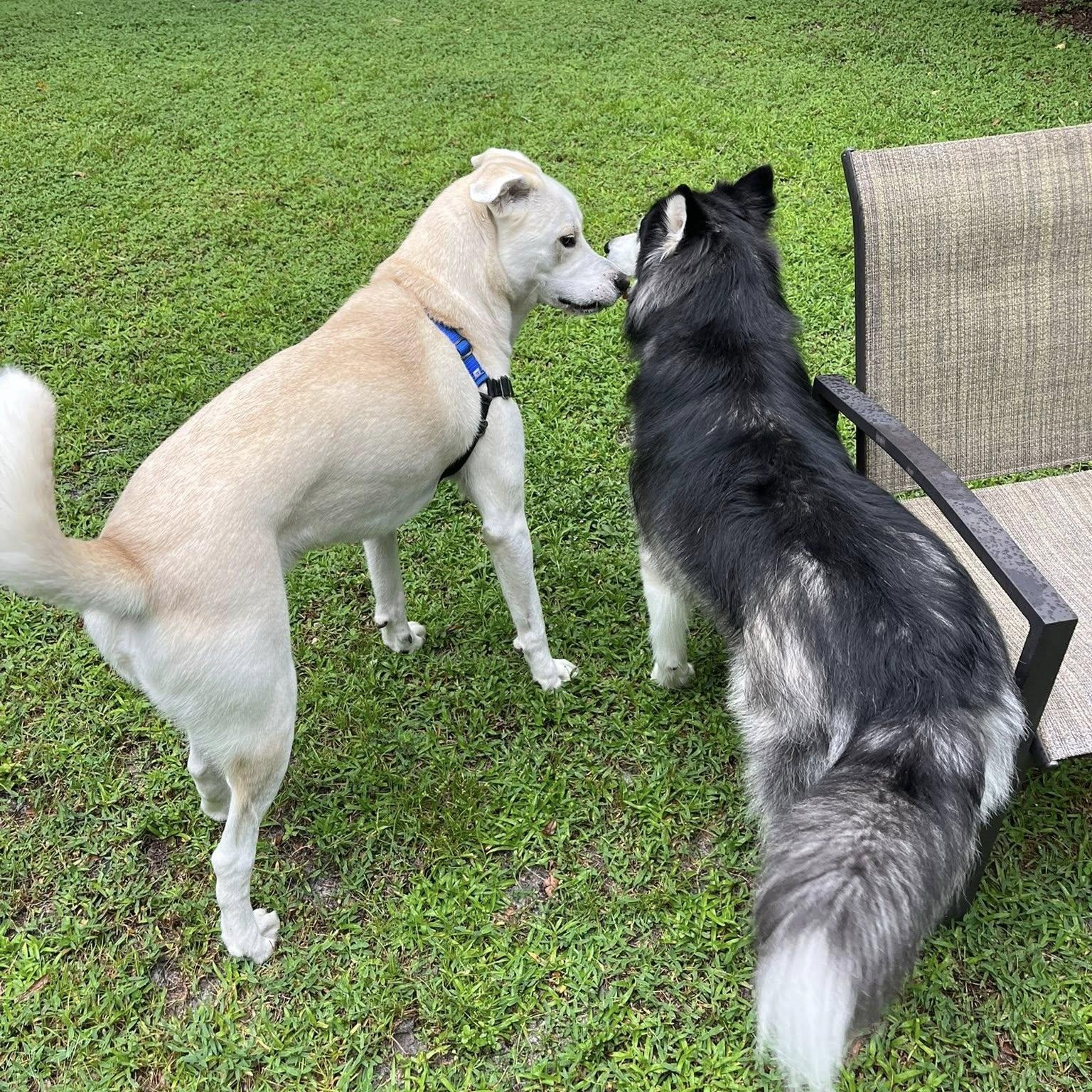 Bagel, a Adoptable mixed breed in New Port Richey, FL image 4/6