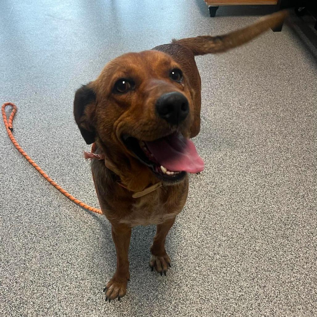 Butternut, ADOPTABLE, Adult Female Hound & Mixed Breed.