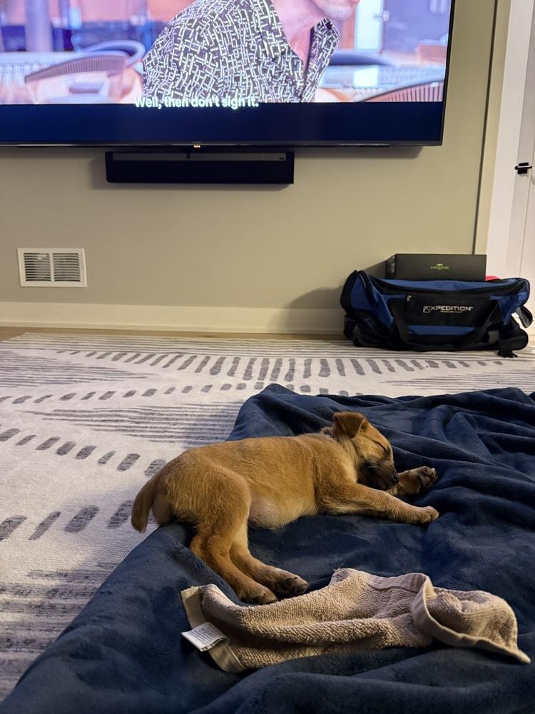 Enlarge Sissy, a Adoptable mixed breed in Denver, CO image 1/5