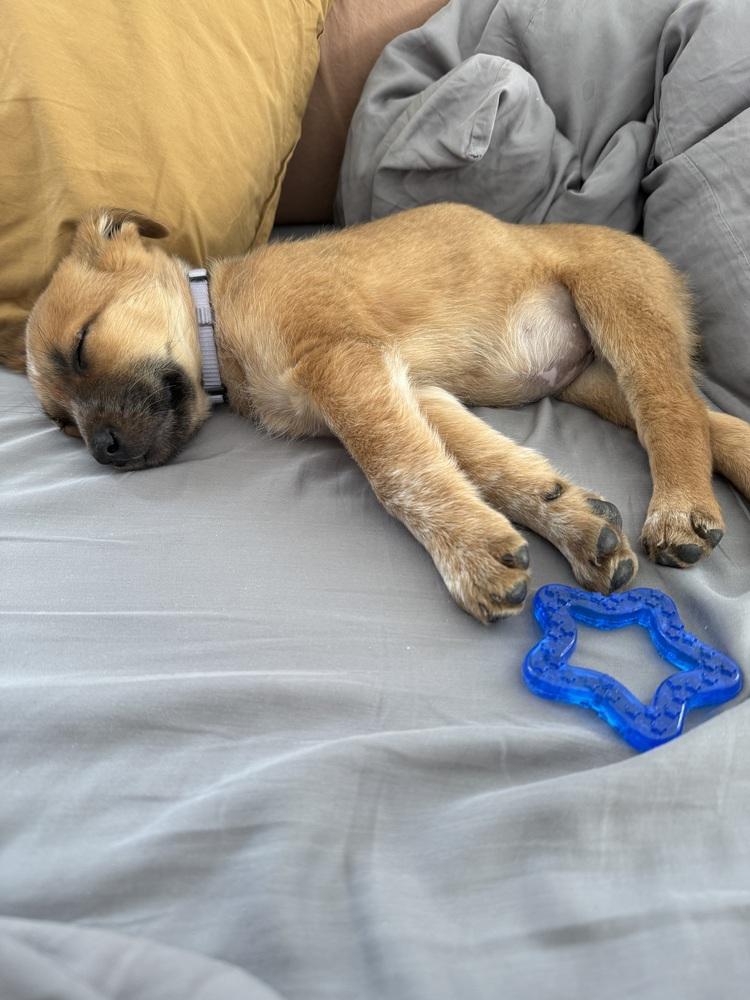 Enlarge Sissy, a Adoptable mixed breed in Denver, CO image 2/5