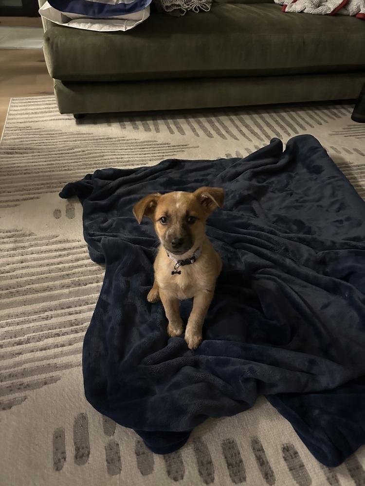 Enlarge Sissy, a Adoptable mixed breed in Denver, CO image 4/5