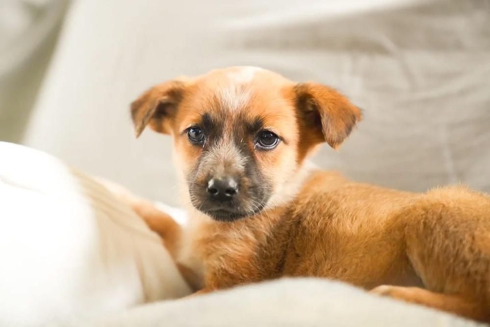 Enlarge Sissy, a Adoptable mixed breed in Denver, CO image 5/5