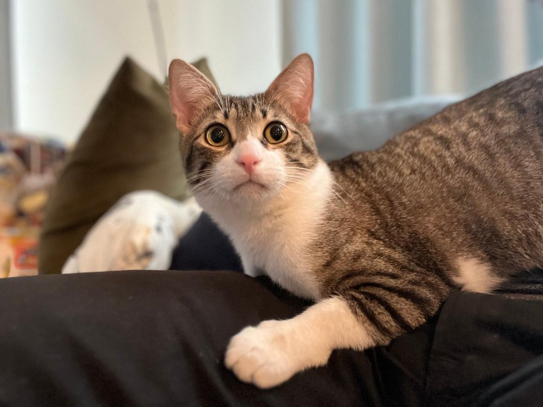 Mo-Mo, a ADOPTABLE Tabby in Jamaica Plain, MA image 2/6