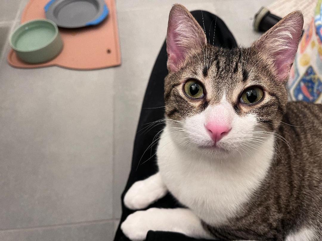 Mo-Mo, a ADOPTABLE Tabby in Jamaica Plain, MA image 3/6