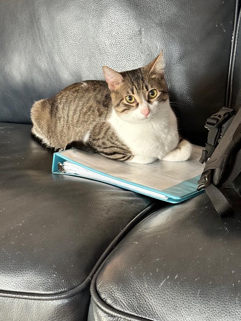 Mo-Mo, a ADOPTABLE Tabby in Jamaica Plain, MA image 4/6