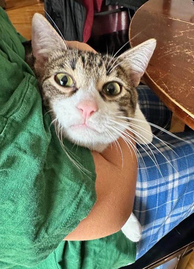 Mo-Mo, a ADOPTABLE Tabby in Jamaica Plain, MA image 5/6